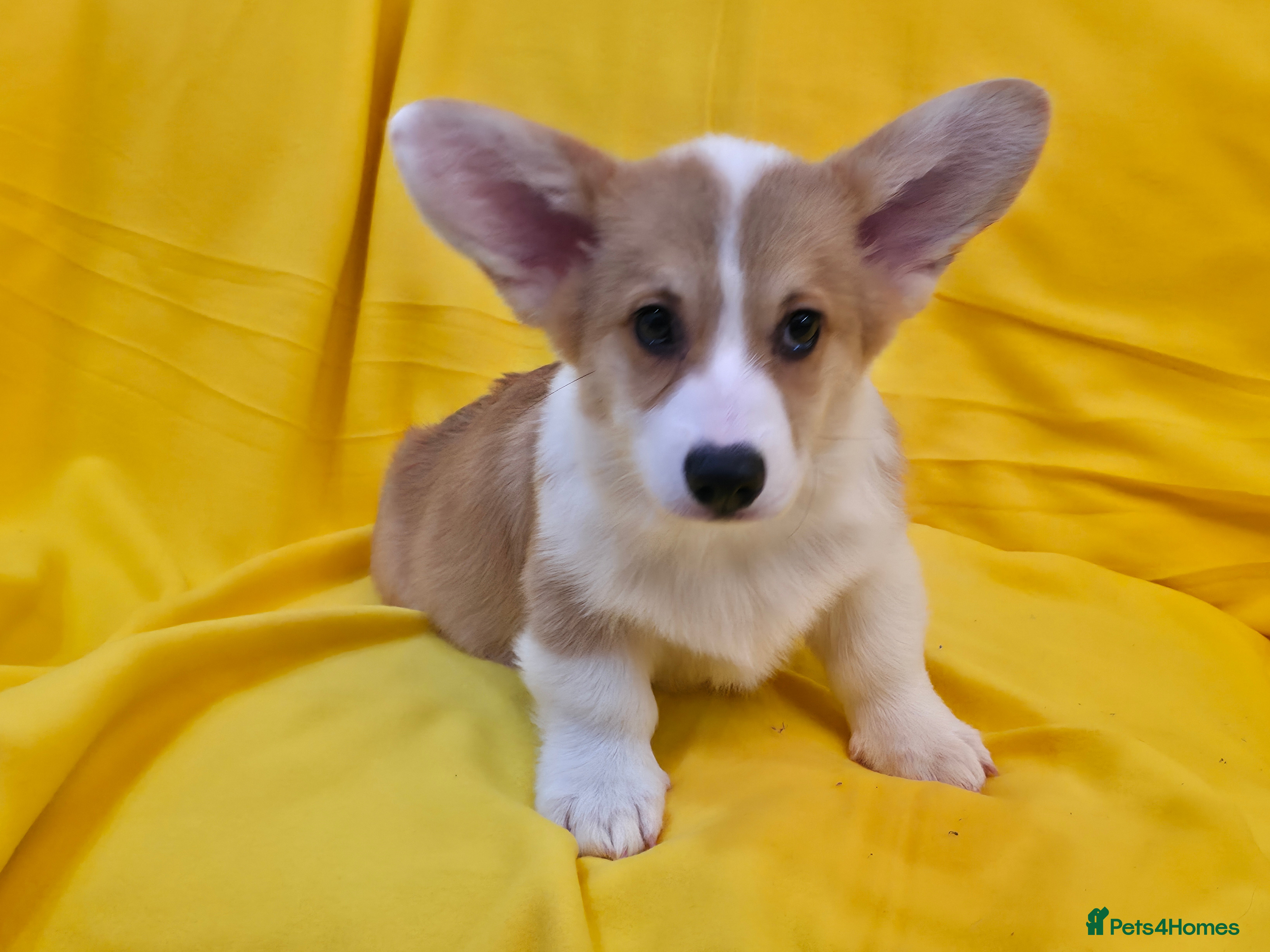 Welsh Corgi Pembroke dogs 33rd Gen KC Pembroke Corgi Pups - Advert 1