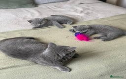 British Shorthair cats for sale: CHAMPION BSH PEDIGREE GCCF REGISTERED  - Image 8