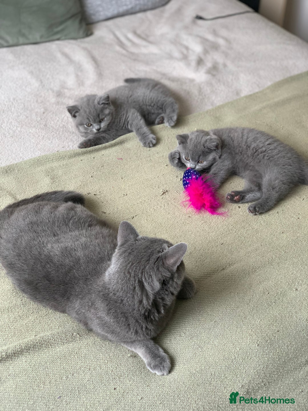 British Shorthair cats for sale: CHAMPION BSH PEDIGREE GCCF REGISTERED  - Image 8