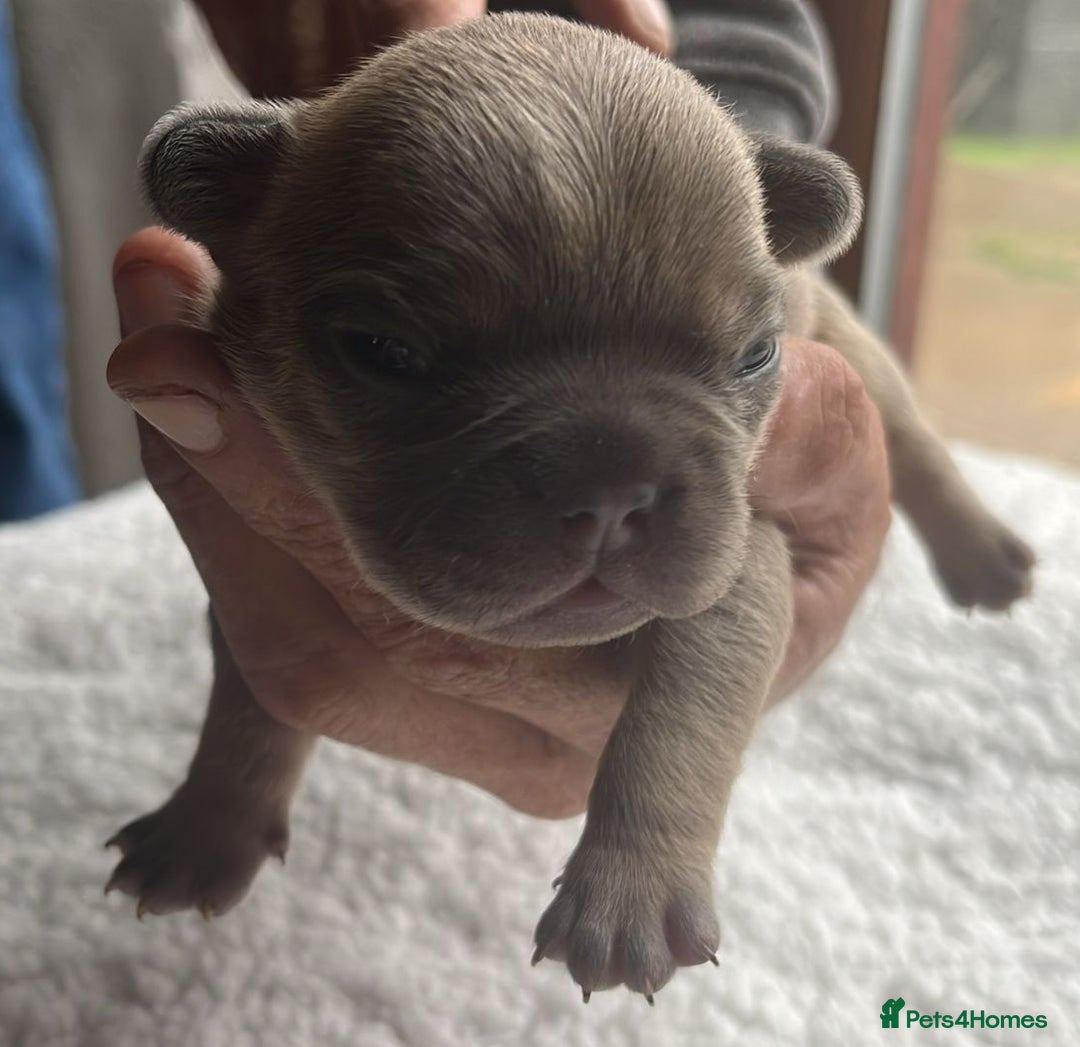 French Bulldog dogs for sale: 7 Stunning Babies ❤️💙 - Image 9