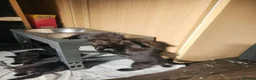 Mixed Breed cats for sale: 6 black kittens  - Advert 2