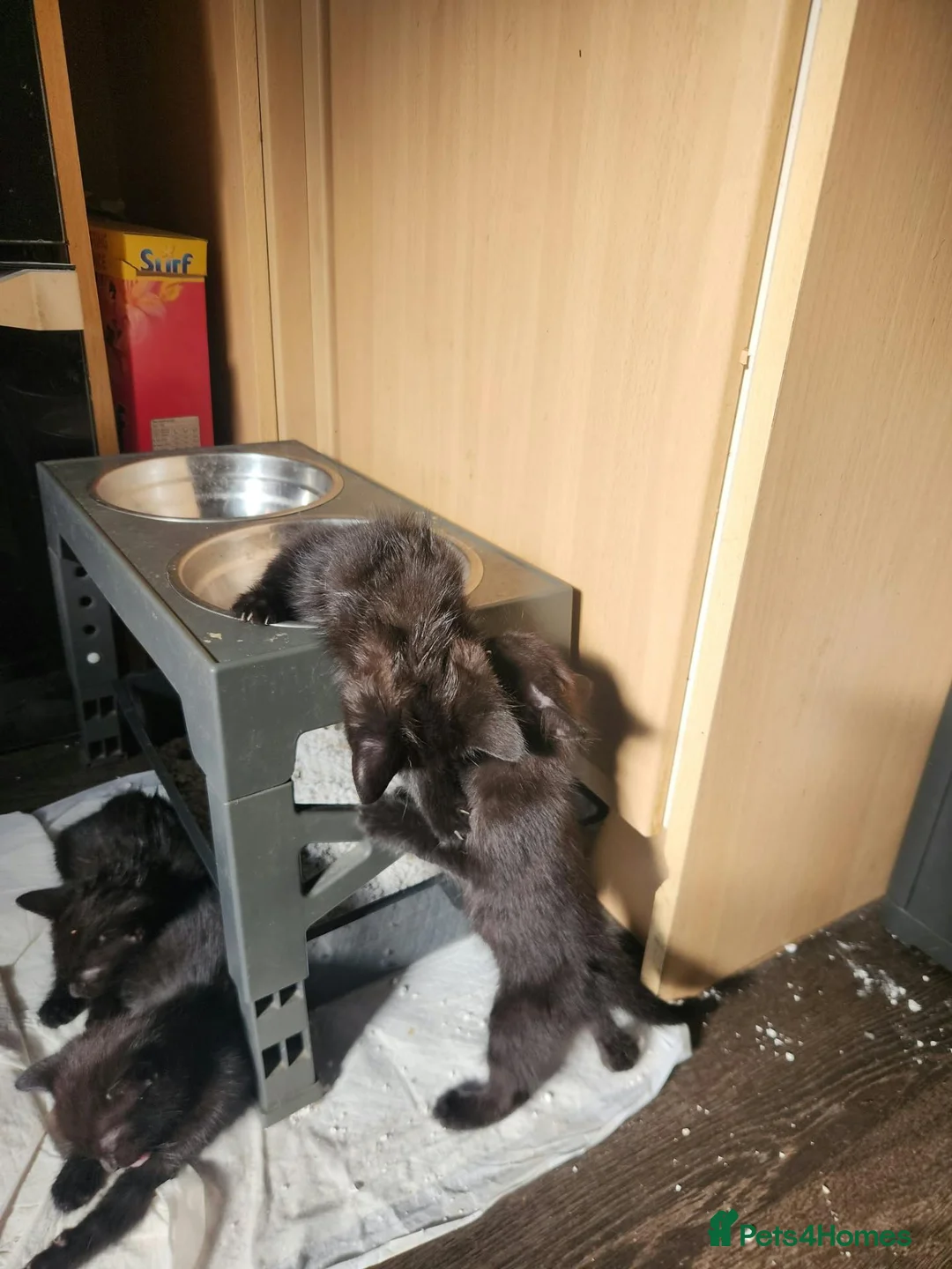 Mixed Breed cats for sale: 6 black kittens  - Advert 2