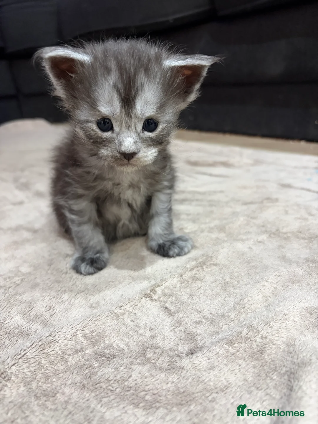 Maine Coon cats for sale: PUREBRED MAINE COON KITTENS! - Advert 5