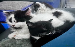Persian cats for sale: Persian x kittens - Image 8