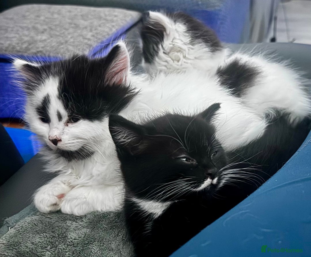 Persian cats for sale: Persian x kittens - Image 8
