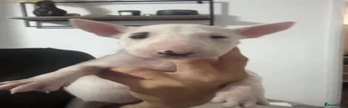 English Bull Terrier 11