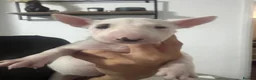 English Bull Terrier dogs for sale: English bull terrier puppies  - Advert 16