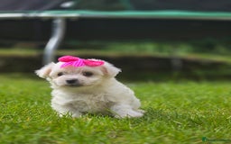 Maltese dogs for sale: ✨️Tiny Maltese. Only 2 boys and 1 girl left✨️ - Image 6