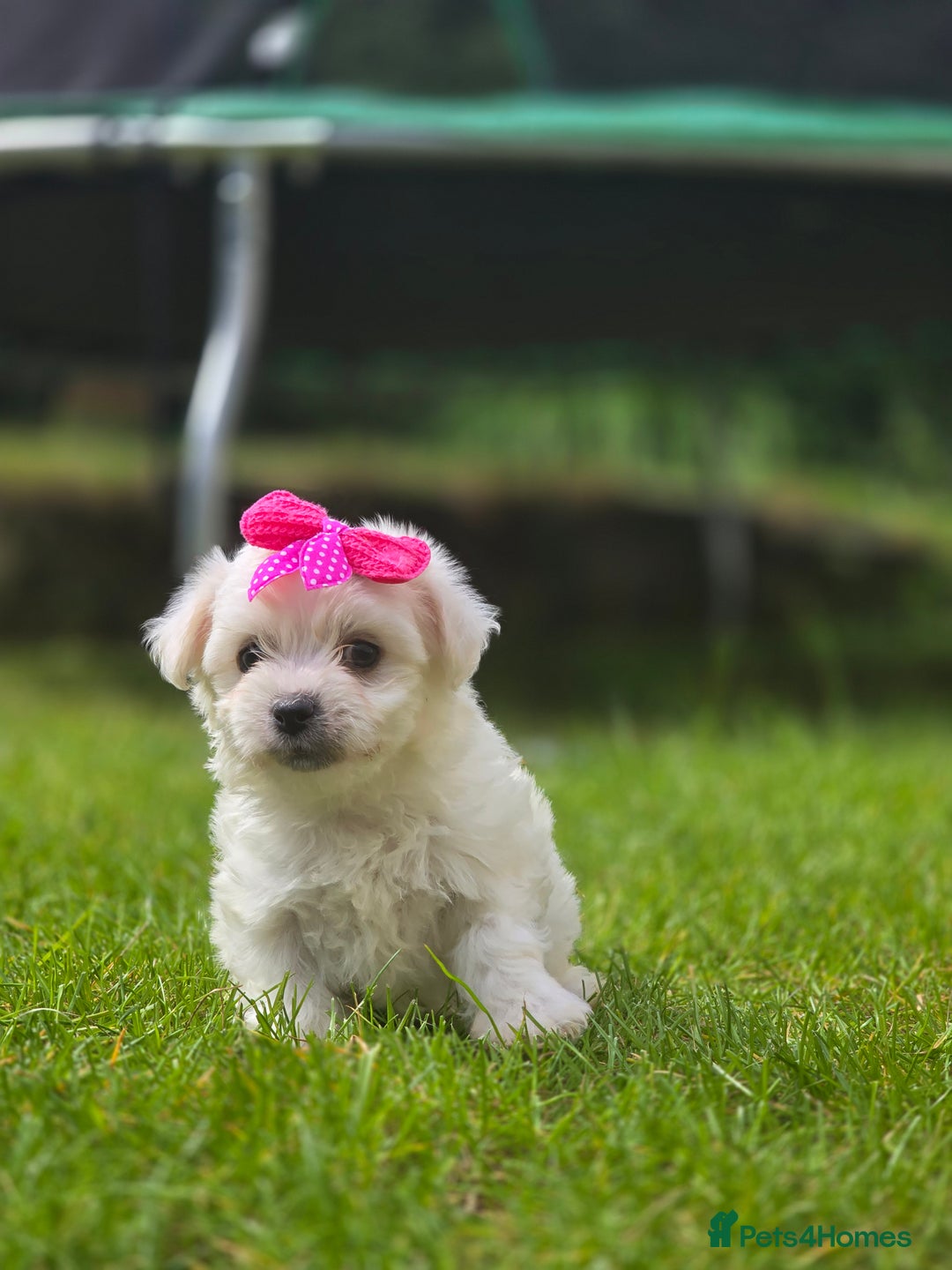 Maltese dogs for sale: ✨️Tiny Maltese. Only 2 boys and 1 girl left✨️ - Image 6