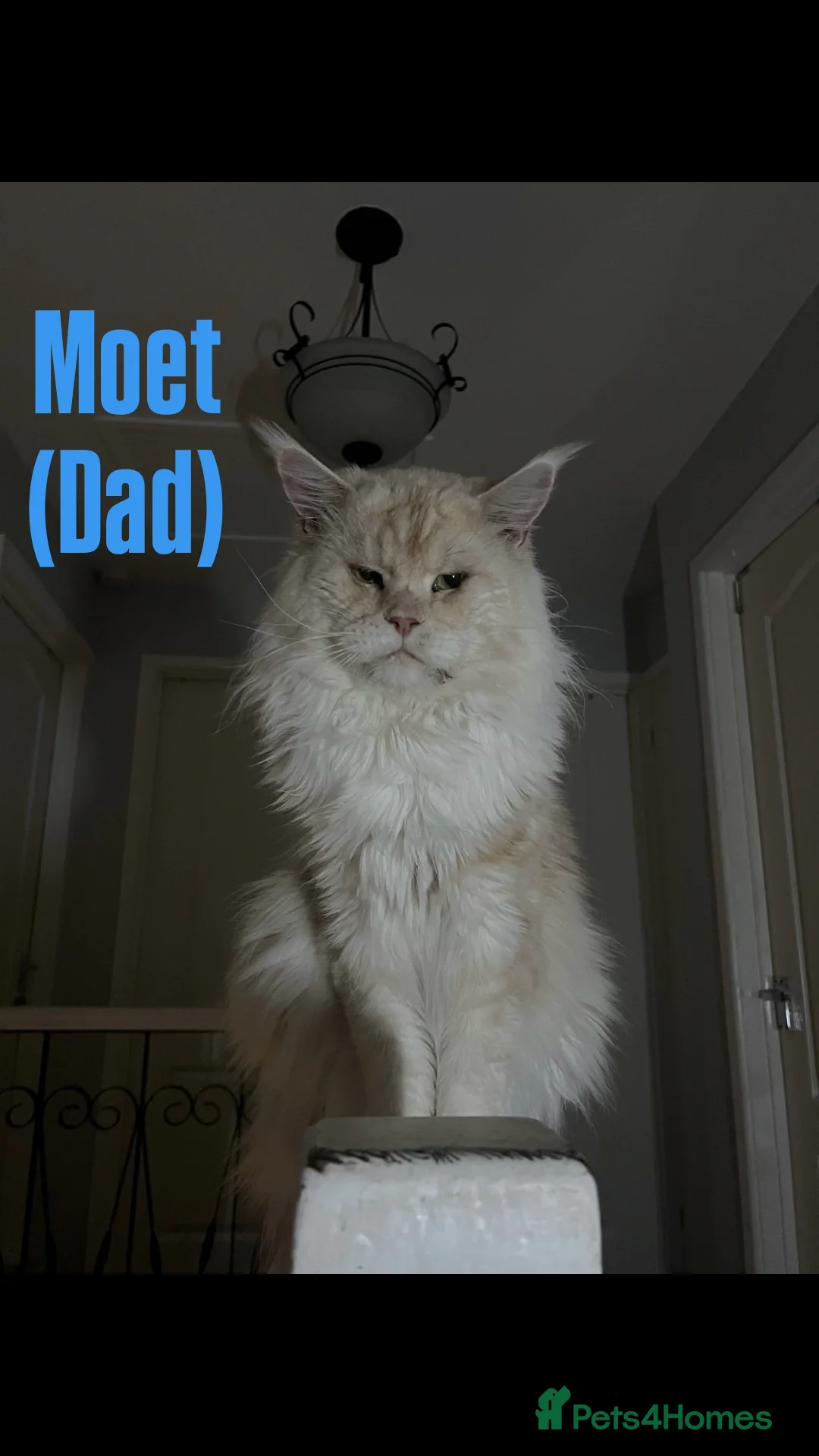 Maine Coon cats for sale: Rare Pure Breed Mainecoon Kitten - Advert 8