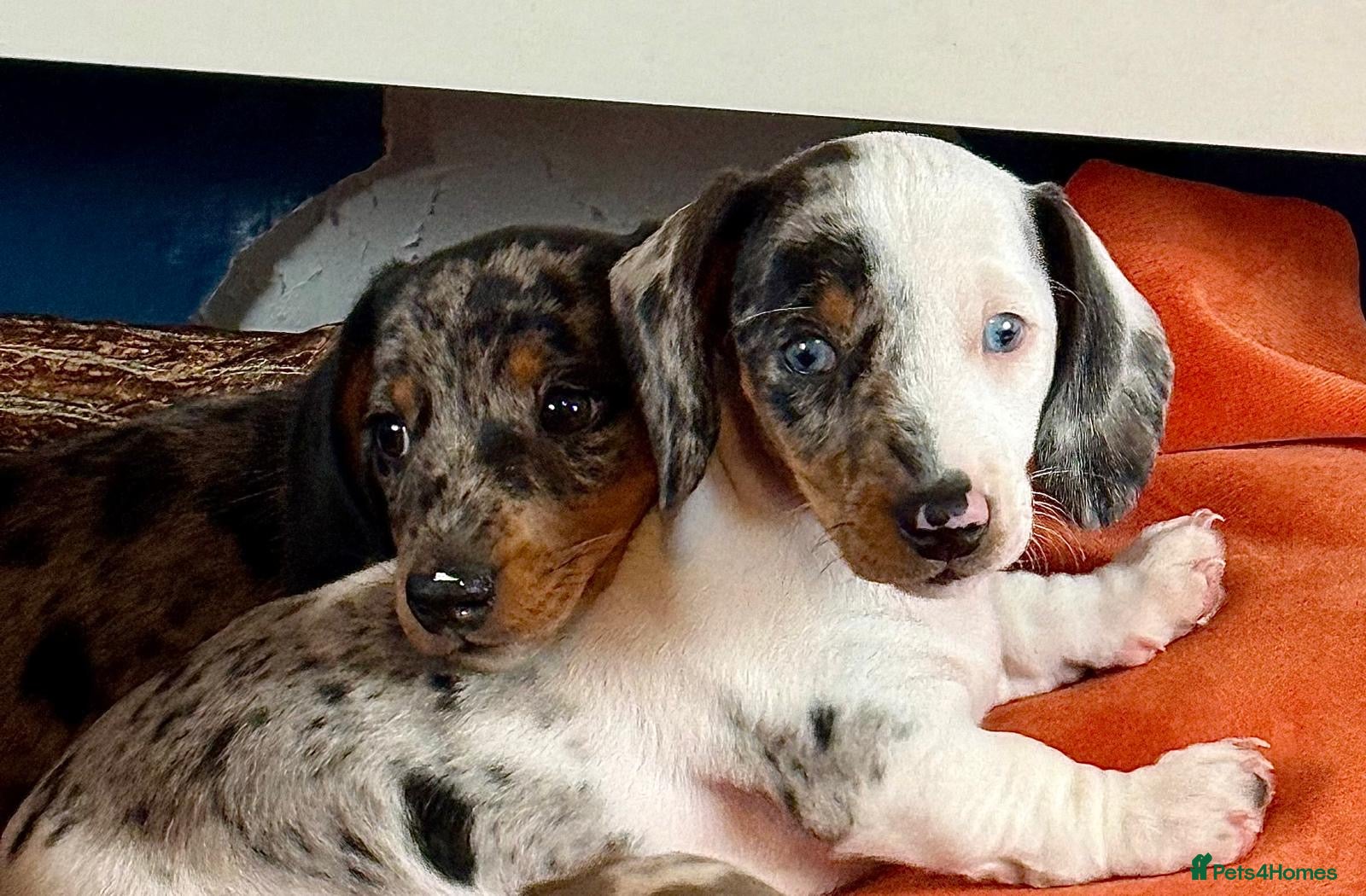 Miniature Dachshund dogs Stunning miniature dachshund puppy last girl   - Advert 17