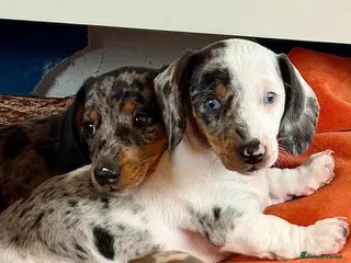 Miniature Dachshund dogs Stunning miniature dachshund puppy last girl - Advert 17