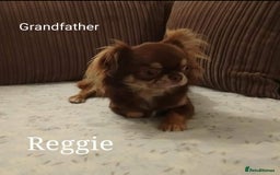 Chihuahua dogs for sale: Only one beautiful boy left,he's totally stunning  - Image 23