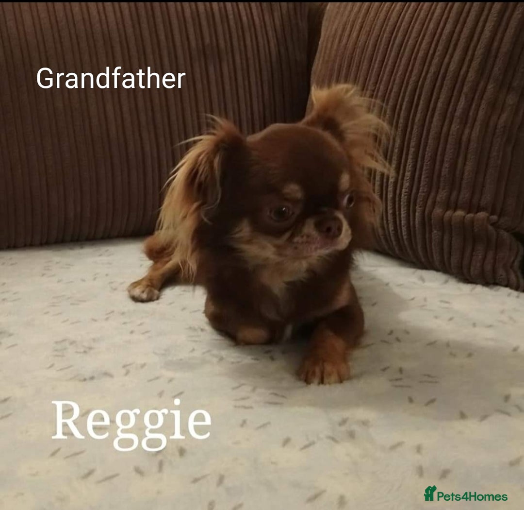 Chihuahua dogs for sale: Only one beautiful boy left,he's totally stunning  - Image 23