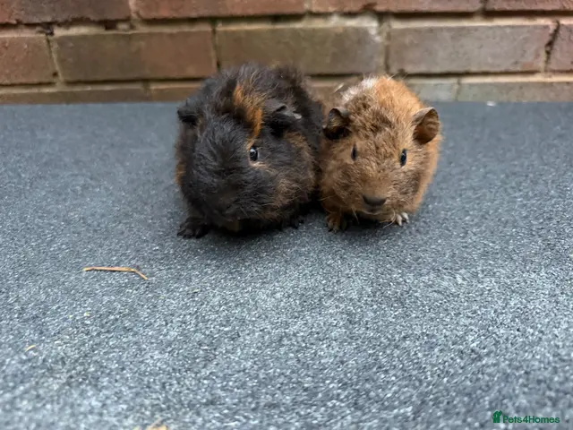 Guinea Pig rodents for sale: Beautiful Baby Guinea pigs - Advert 1