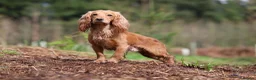 Cocker Spaniel dogs for sale: Beautiful Working Cocker Spaniel Puppies - Advert 23