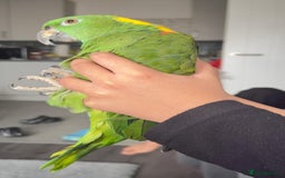 Parrots birds for sale: Yellow Naped Amazon  - Image 9