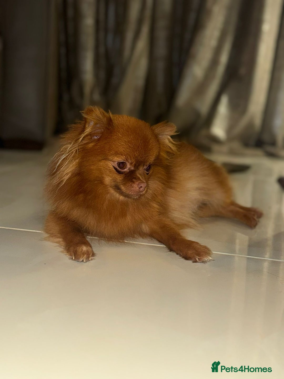 Pomeranian dogs for sale: CHOCOLATE FLUFFY PUPS - Advert 4