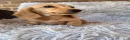 Miniature Dachshund dogs for sale: Longhaired miniature dachshund  - Advert 23