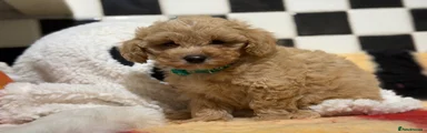 Poochon 3