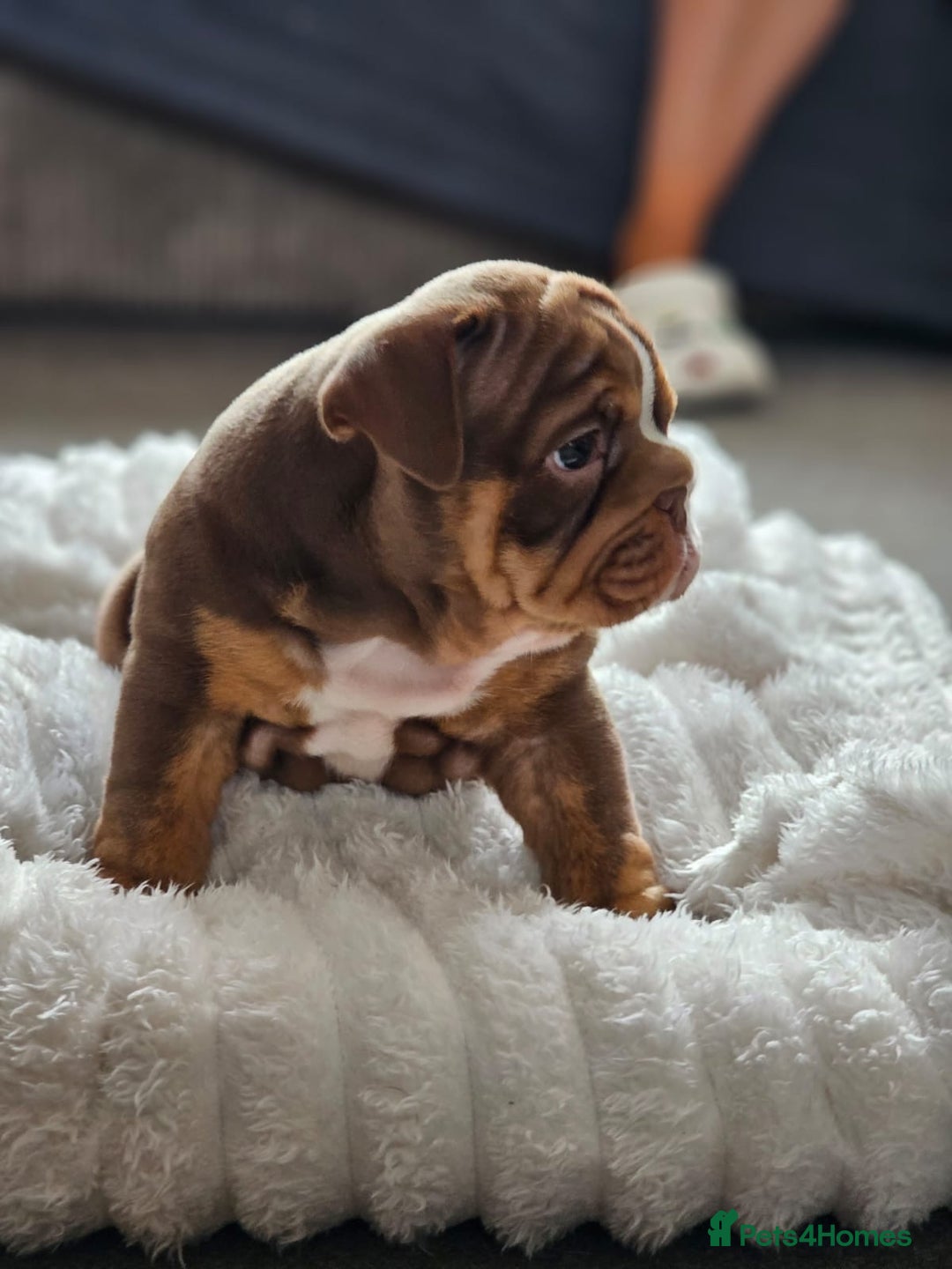 English Bulldog dogs for sale: Stunning KC Registered English Bulldog Bitch  - Image 5