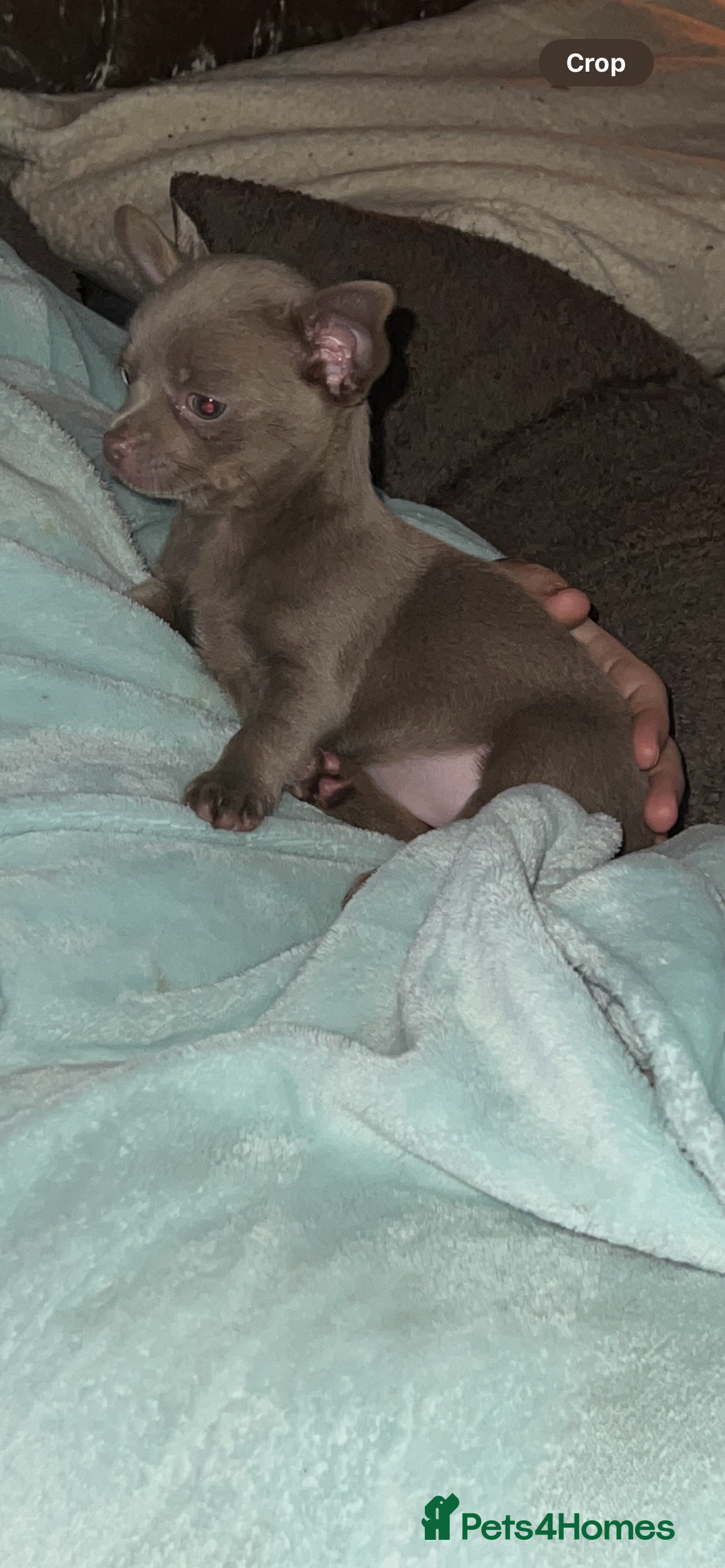 Chihuahua dogs for sale: Chihuahua puppy’s blue and lilicas tiny GIRL 🐶 - Image 21