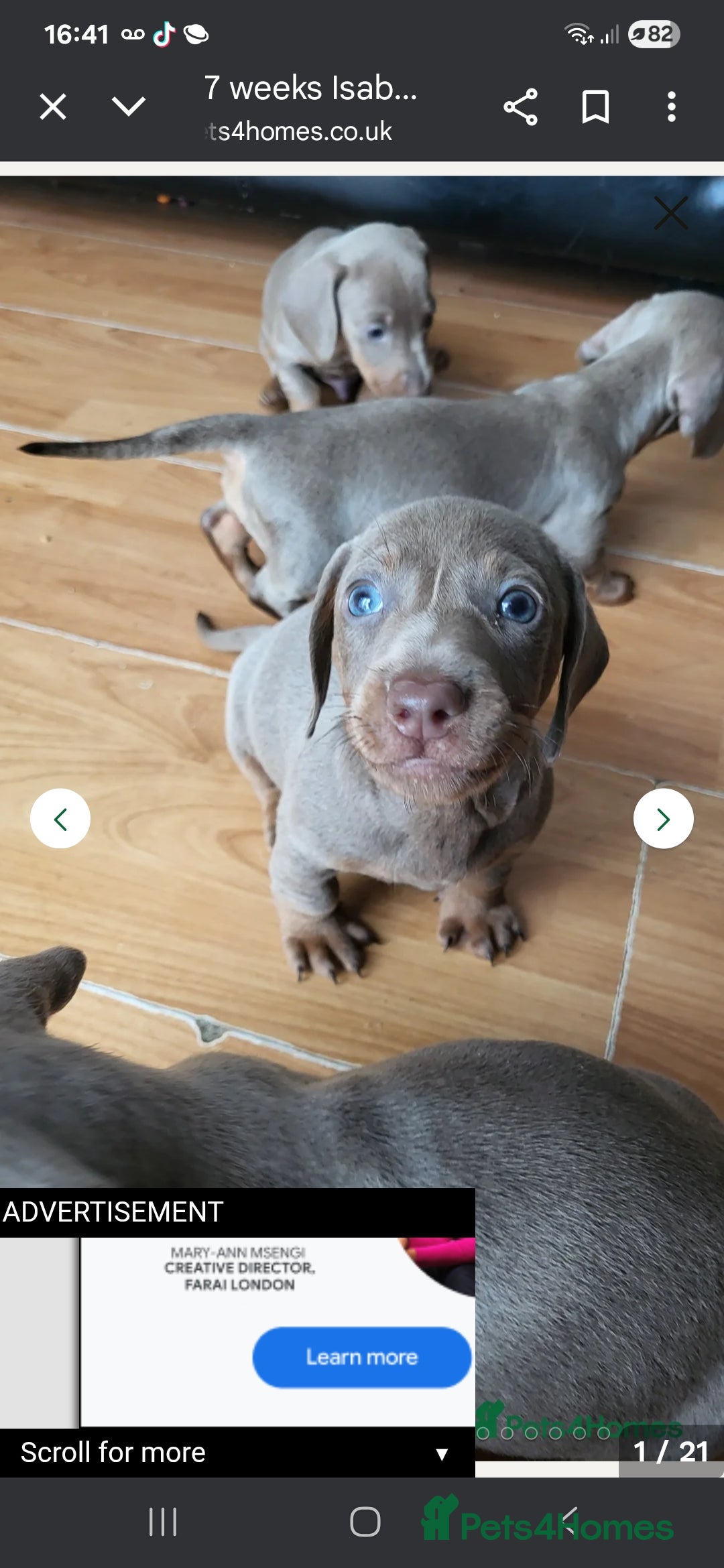 Miniature Dachshund dogs for sale: Miniture dashhound blue and tan - Image 7