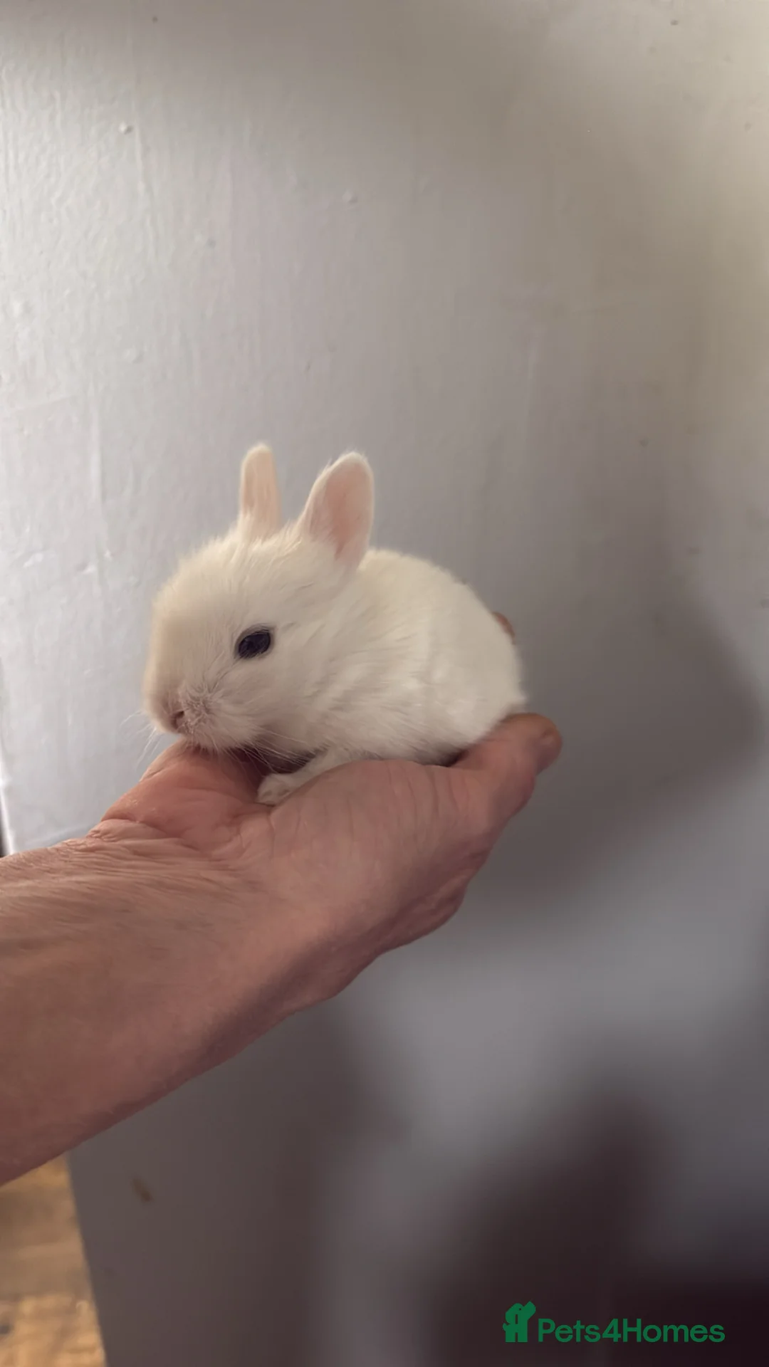 Lionhead rabbits for sale: 5 baby lion heads for sale in Pontefract - Advert 6