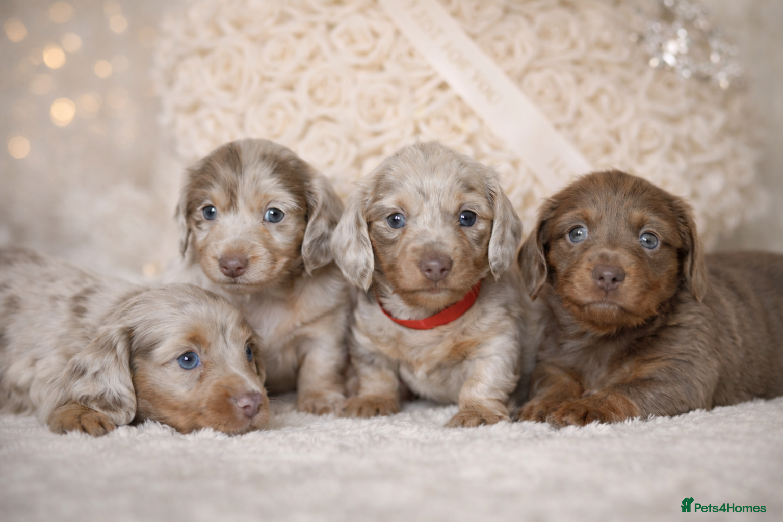 Miniature Dachshund dogs Miniature LH KC REG dachshund  - Advert 18