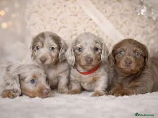 Miniature Dachshund dogs Miniature LH KC REG dachshund - Advert 2