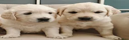 Golden Retriever dogs for sale: Gorgeous English Cream Golden Retriever Puppy's 🐾 - Advert 14