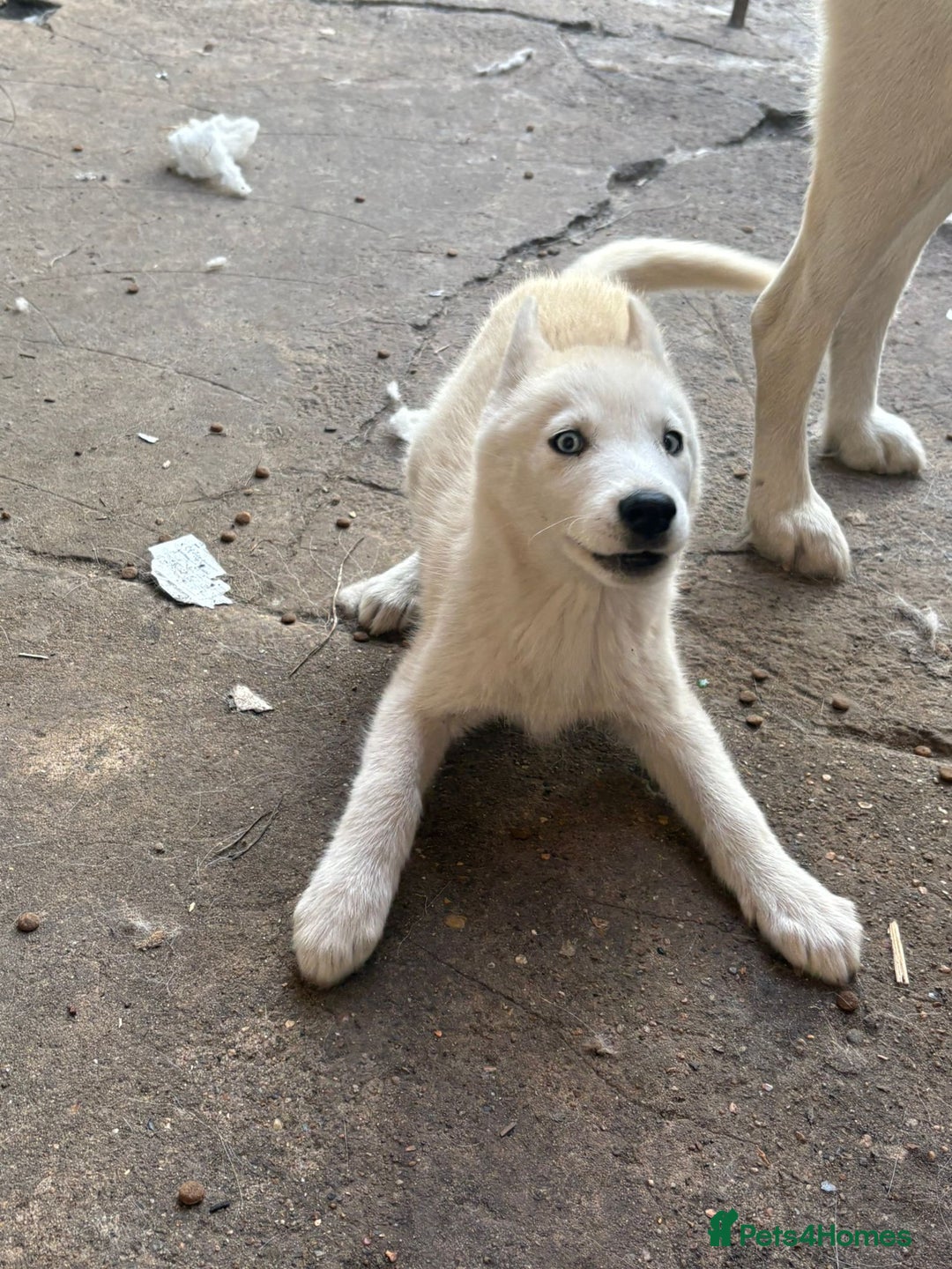 Siberian Husky dogs for sale: Siberian puppy  - Image 3