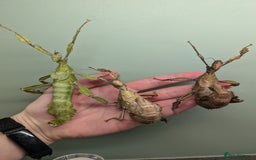 Stick Insects invertebrates for sale: Macleay's/ giant pricklies (Extatosoma tiaratum) - Image 7