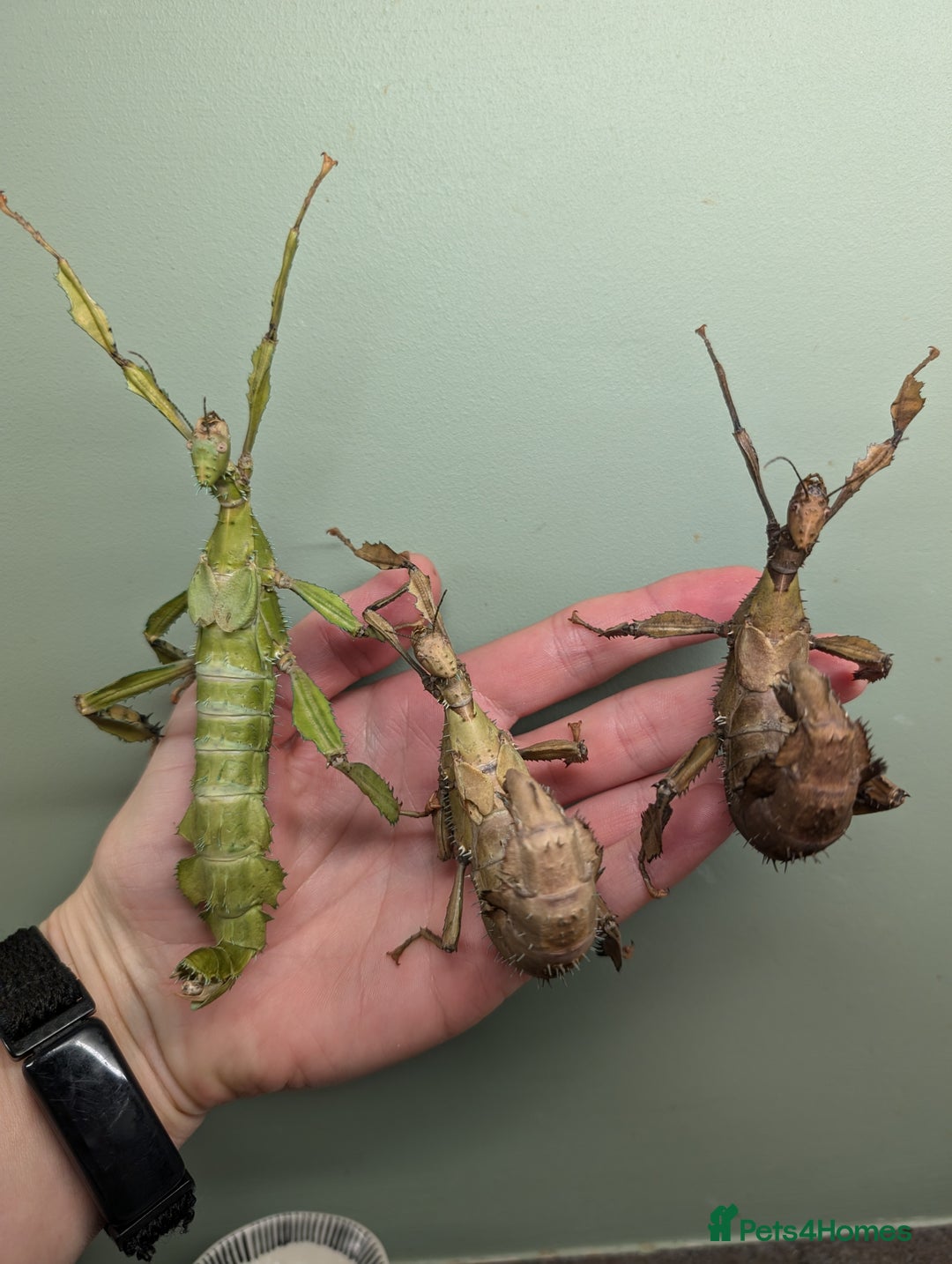 Stick Insects invertebrates for sale: Macleay's/ giant pricklies (Extatosoma tiaratum) - Image 7