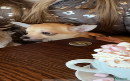 Chihuahua dogs for sale: Beautiful cream smooth coat chihuahua girl  - Advert 2