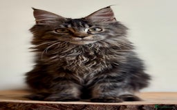 Maine Coon cats for sale: Beautiful pure bread maine coon kittens  - Image 4