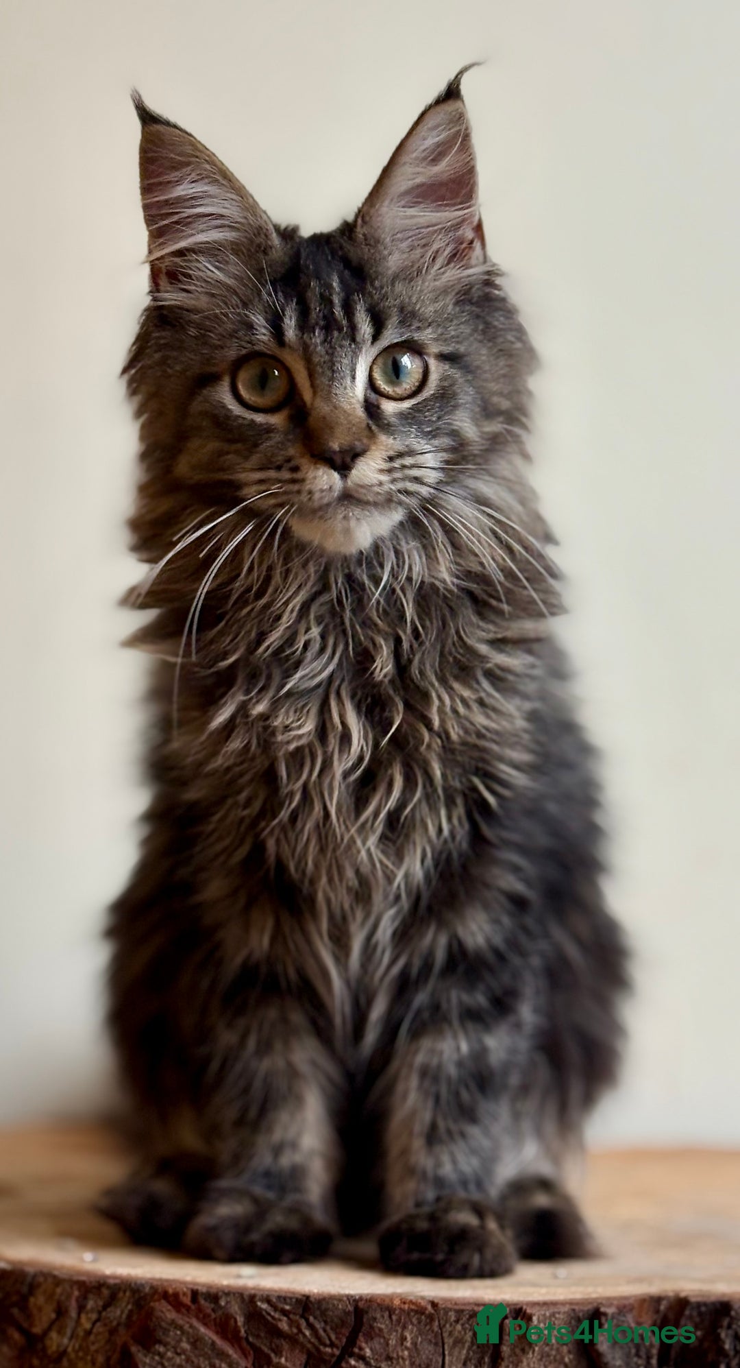 Maine Coon cats for sale: Beautiful pure bread maine coon kittens  - Image 4