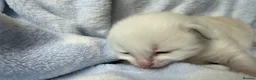 Ragdoll cats for sale: Stunning Ragdoll kittens Blue & Lilac Mitted boys  - Advert 8