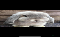 Mini Lop rabbits for sale: Lovely retired mini lop doe!  - Image 2