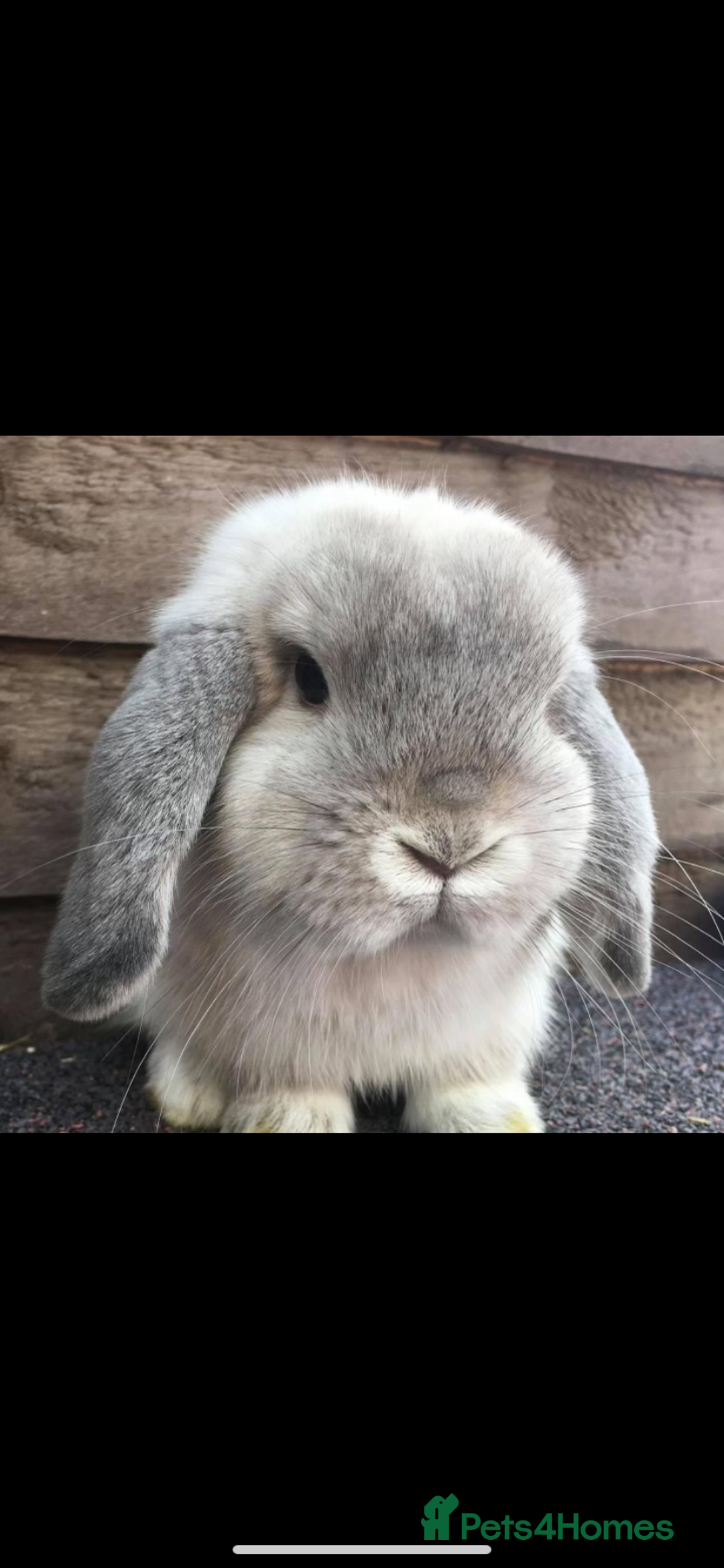 Mini Lop rabbits for sale: Lovely retired mini lop doe!  - Image 2