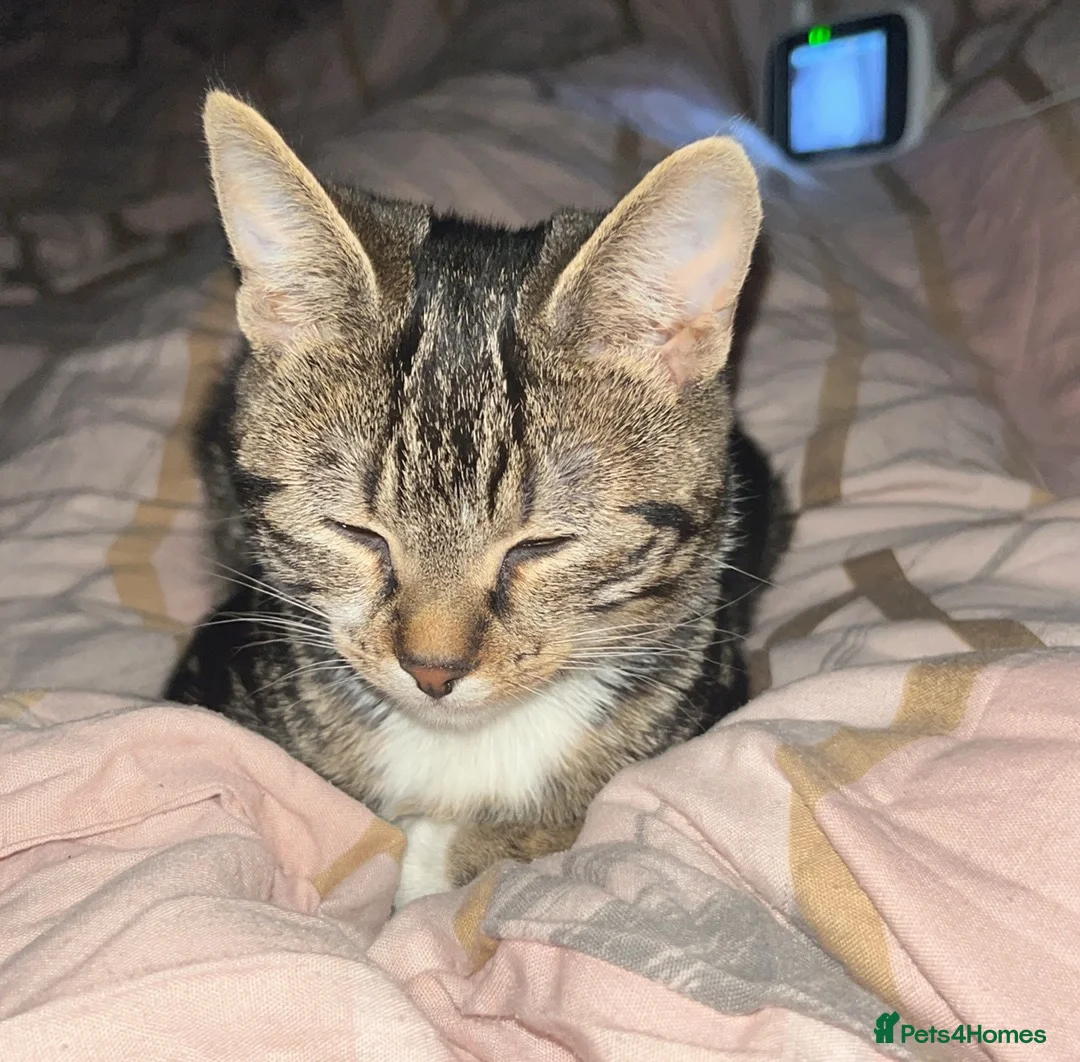 Domestic Shorthair cats for sale: Domestic shorthair kitten  in Haverhill - Advert 1