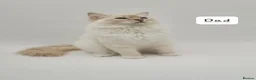 Ragdoll cats for sale: Registered purebred lilac tabby / lynx - Advert 16