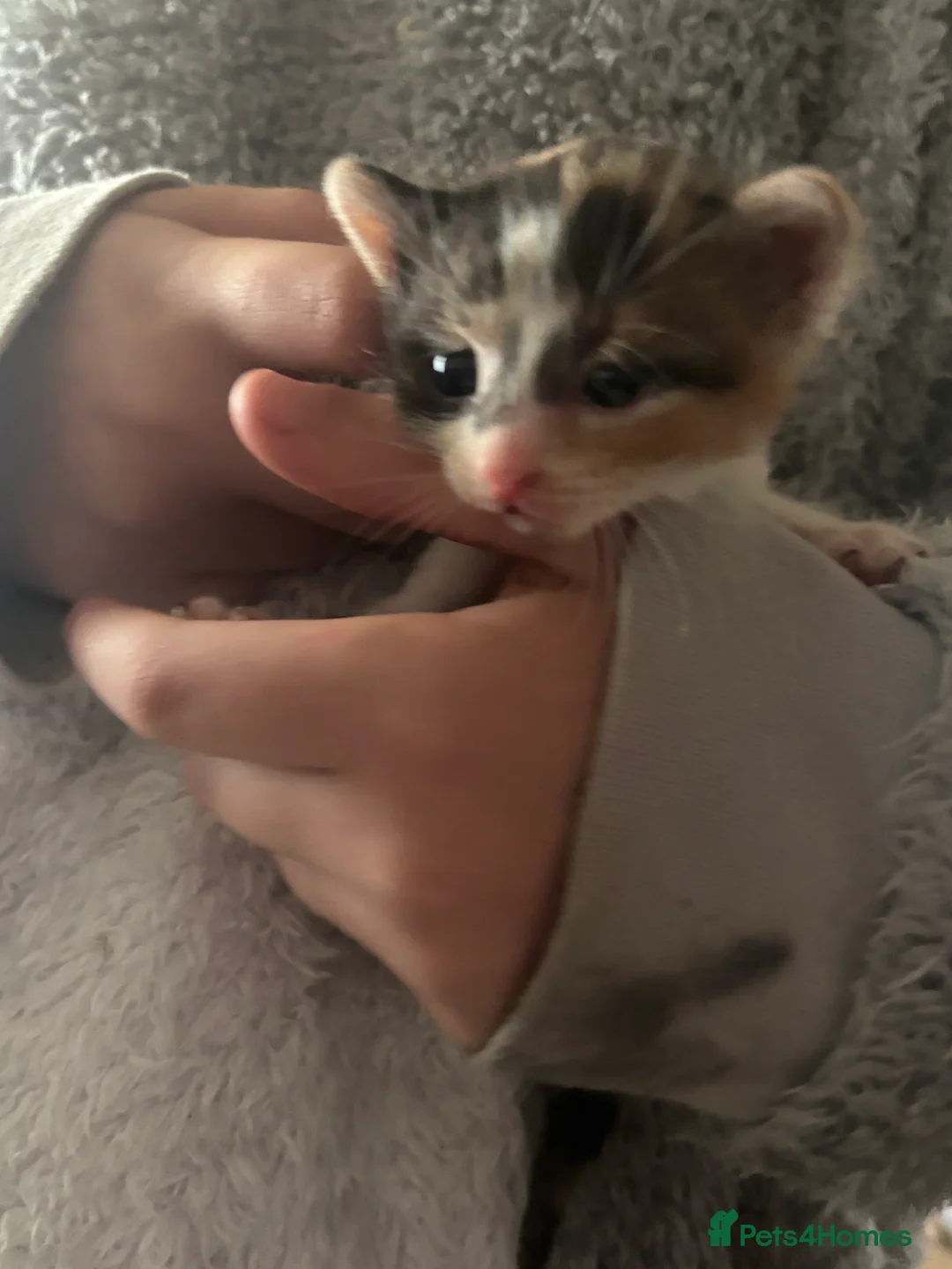 Mixed Breed cats for sale: Munchkin x kittens  - Advert 2