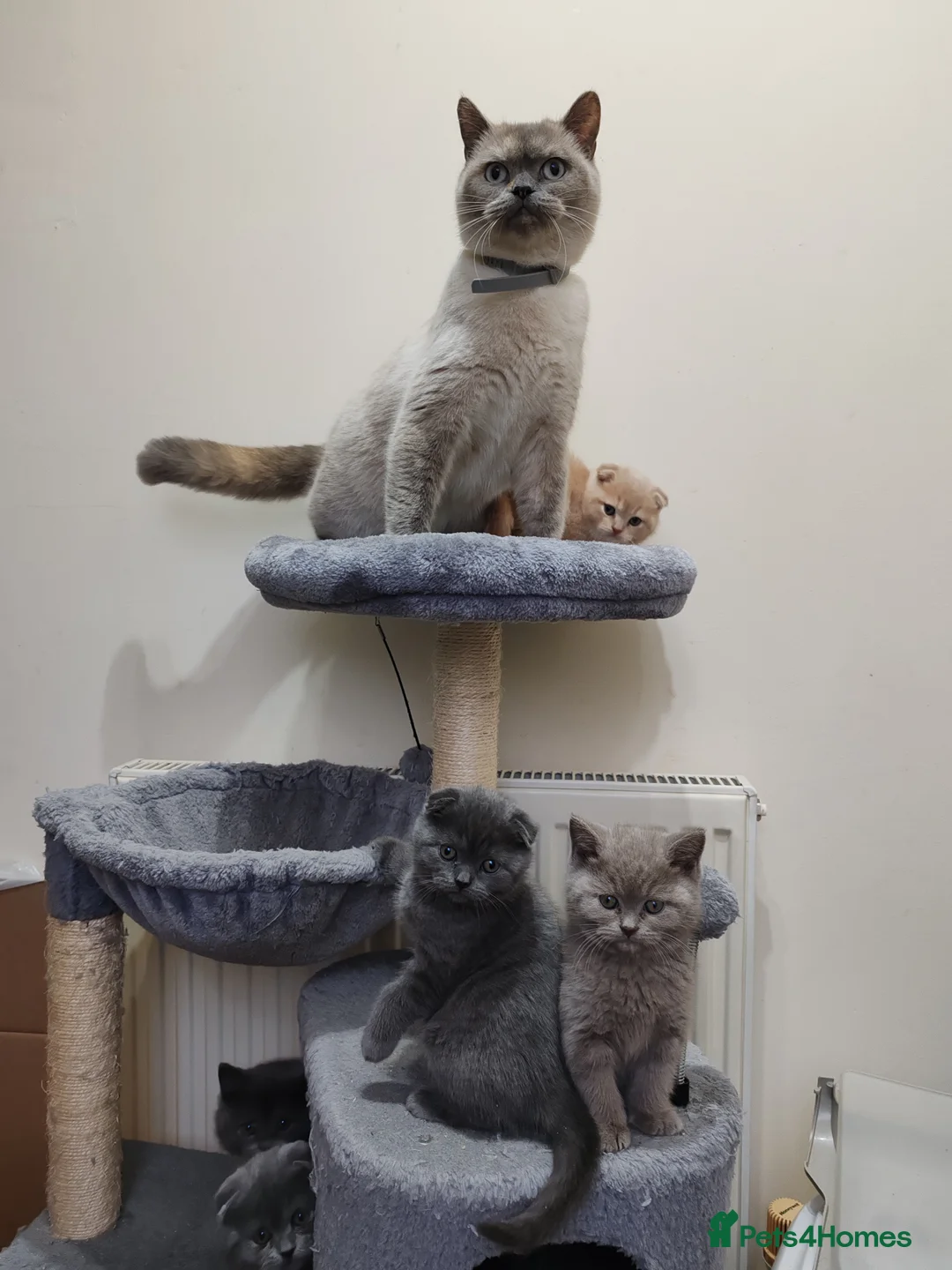 Scottish Fold cats for sale: Adorable Scottish Fold kittens - Advert 4