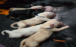 Goldador dogs for sale: Beautiful Goldadors- 2 BOYS LEFT  - Image 7