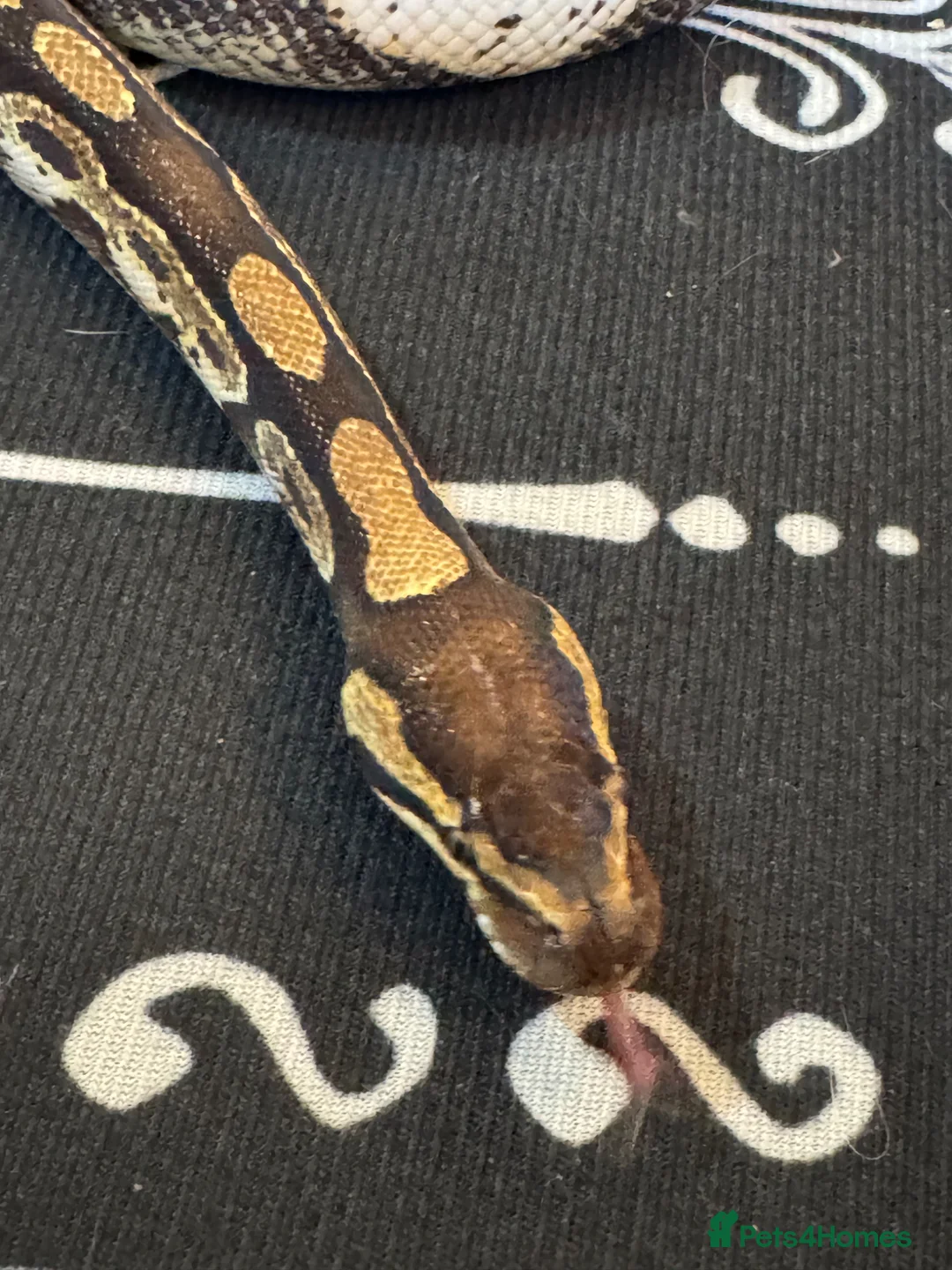 Python Snake reptiles for sale: Beautiful Pastel Sugar Royal Python - Advert 10