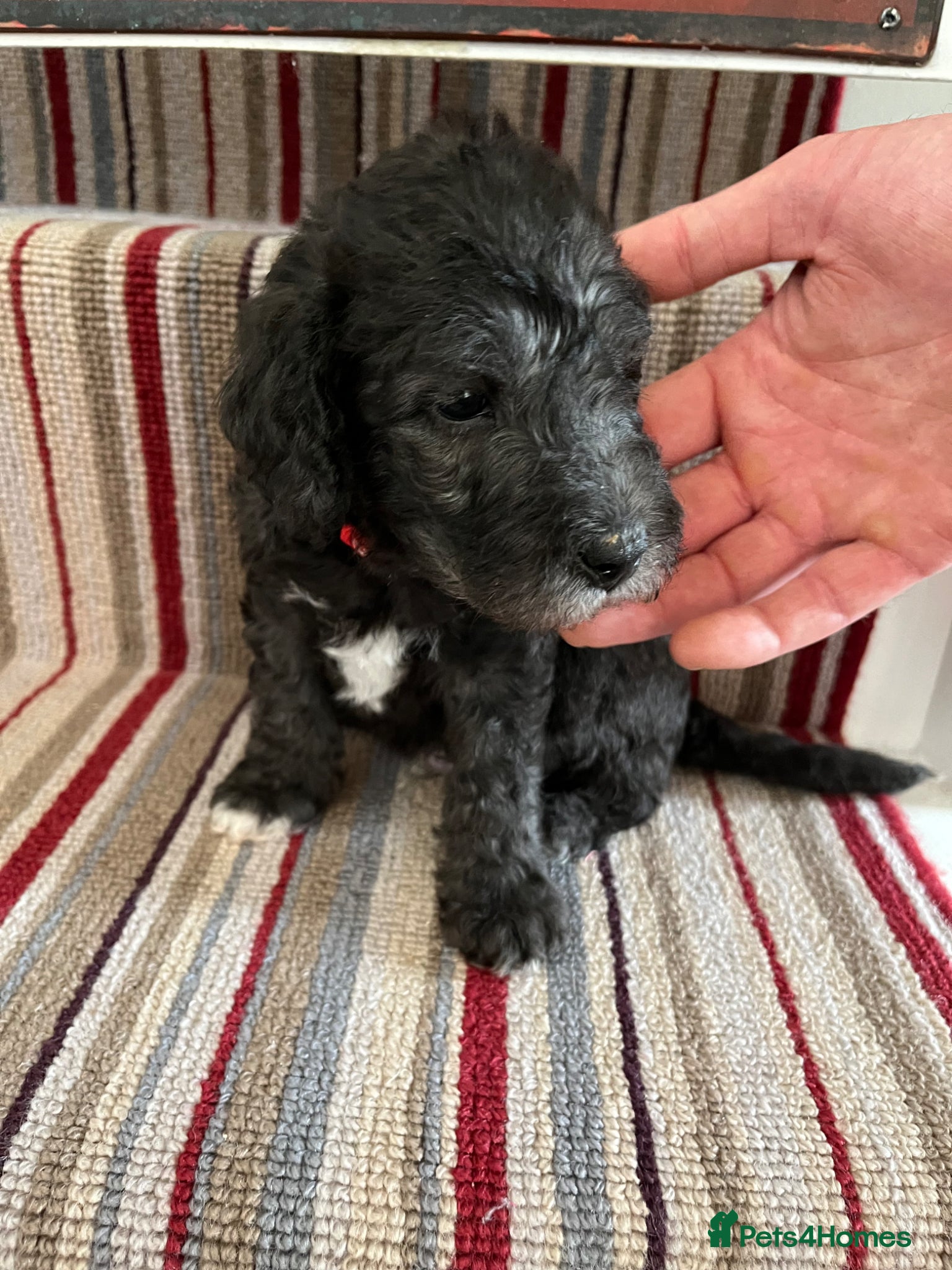 Bedlington Terrier dogs Bedlington Terrier KC registered dogs - Advert 1