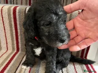 Bedlington Terrier dogs Bedlington Terrier KC registered dogs - Advert 5
