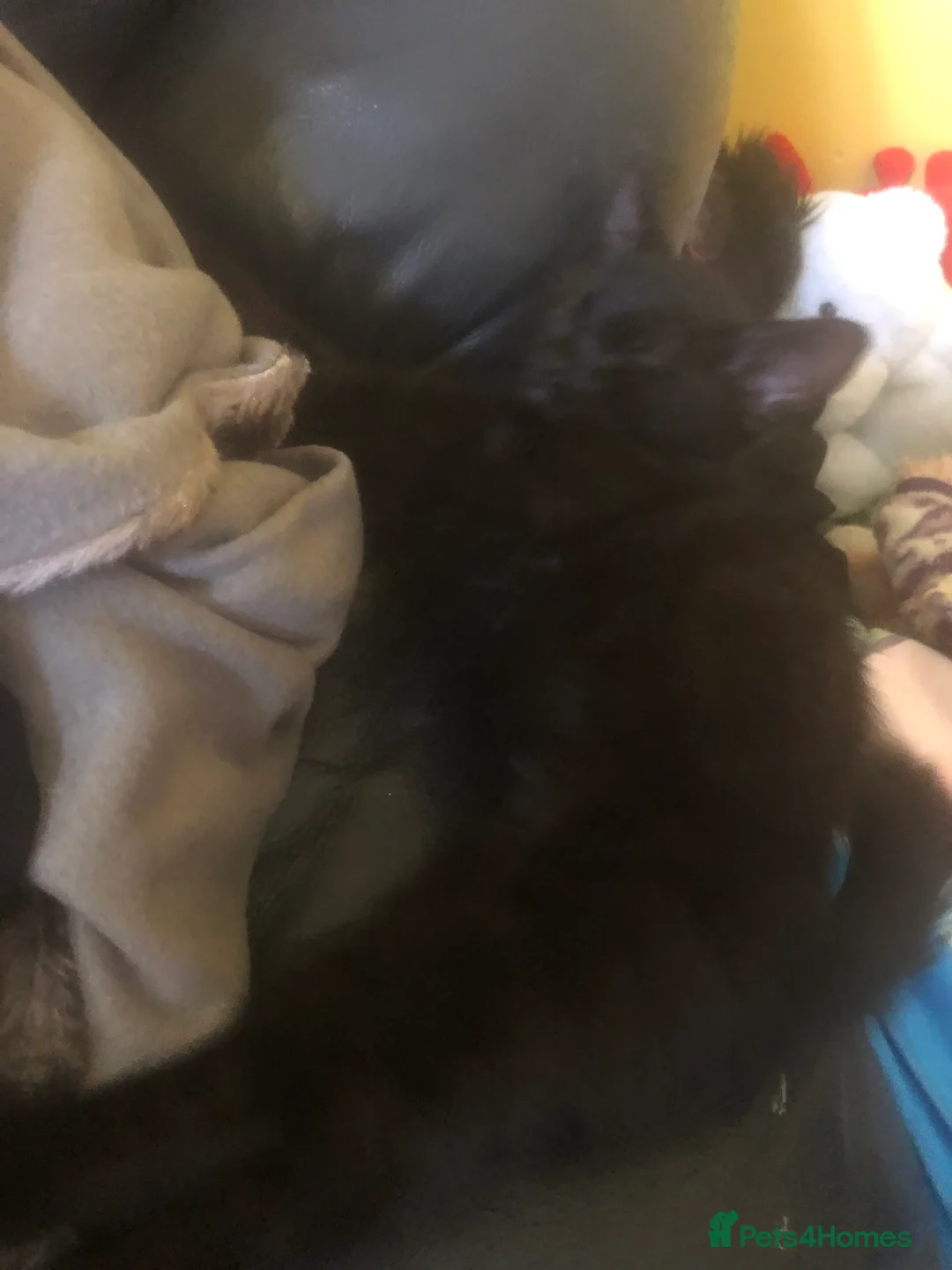 British Shorthair cats for sale: male and female cat for sale - Advert 2