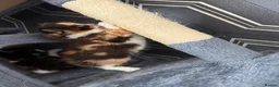 Mixed Breed cats for sale: 🐾 3 fluffy kittens looking for forever homes🐾 - Advert 13